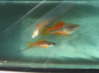 Mečovka zelená - Xiphophorus helleri (zelenočervená varianta) - Vel. 4cm